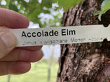 Accolade Elm