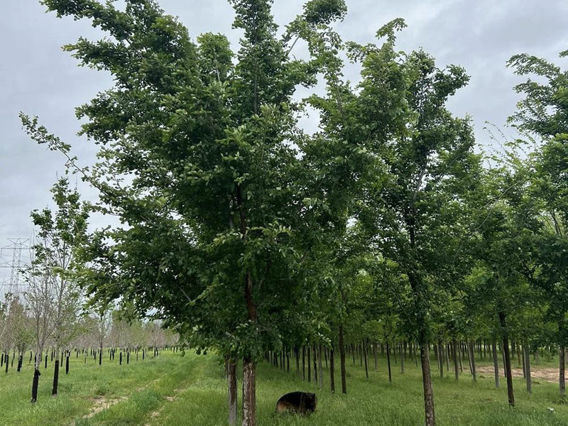 Accolade Elm
