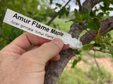 Amur Flame Maple