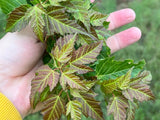 Amur Flame Maple