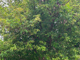 Amur Flame Maple