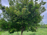 Amur Flame Maple
