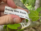 Brandywine Red Maple