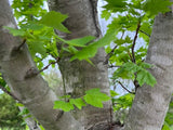 Brandywine Red Maple