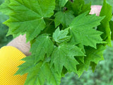 Brandywine Red Maple