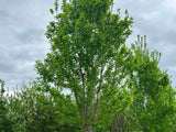 Brandywine Red Maple