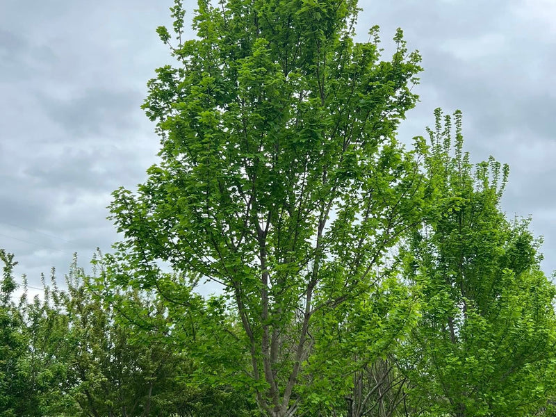 Brandywine Red Maple