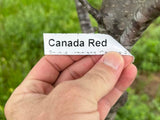 Canada Red Chokecherry