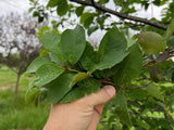 Canada Red Chokecherry