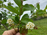Canada Red Chokecherry