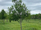 Canada Red Chokecherry