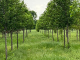 Canada Red Chokecherry