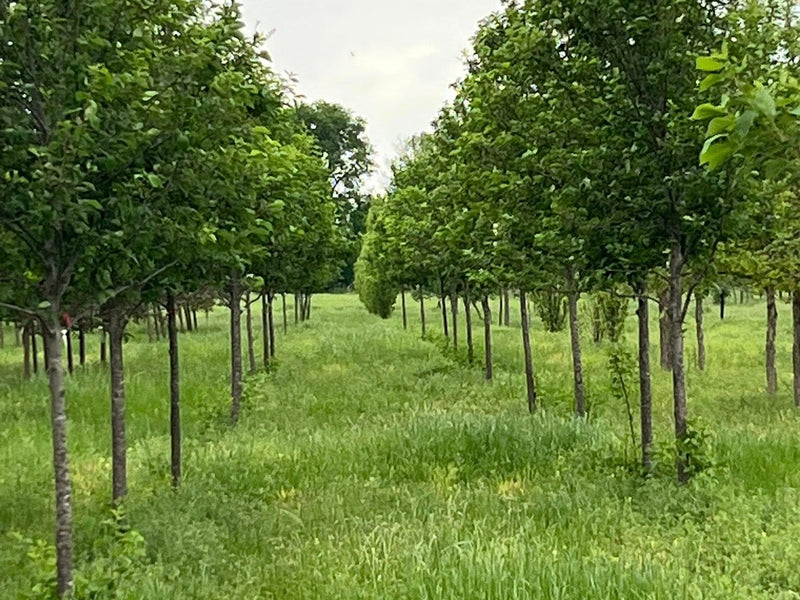 Canada Red Chokecherry