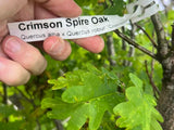 Crimson Spire™ Oak