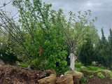 Crimson Spire™ Oak