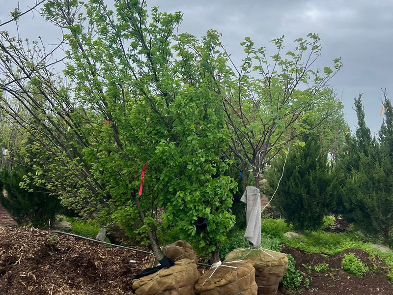 Crimson Spire™ Oak