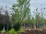 Dynasty Lacebark Elm
