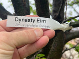 Dynasty Lacebark Elm