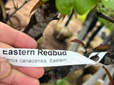 Eastern Redbud