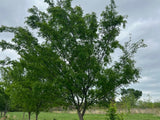 Eastern Redbud