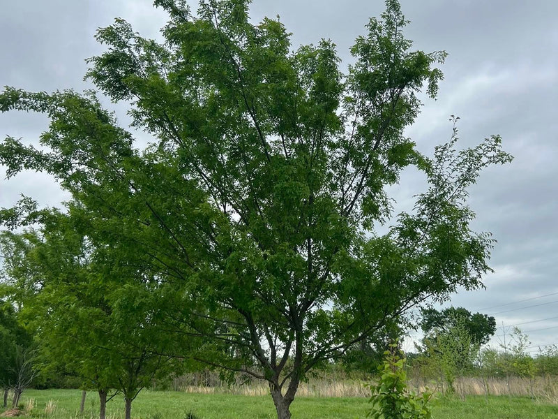 Eastern Redbud