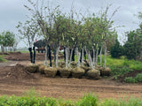 Eastern Redbud