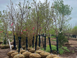 Fall Fiesta® Sugar Maple