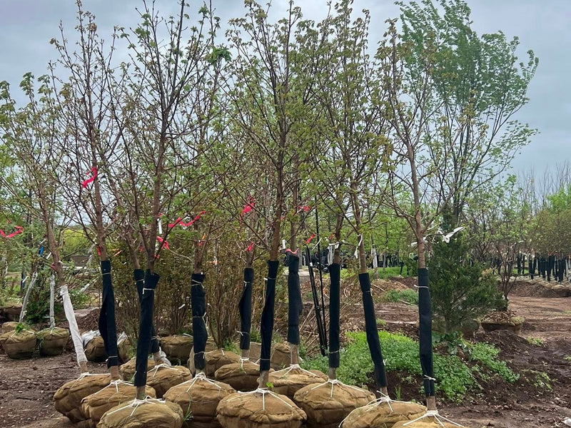 Fall Fiesta® Sugar Maple