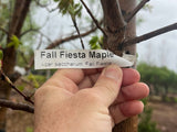 Fall Fiesta® Sugar Maple