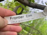 Frontier Elm