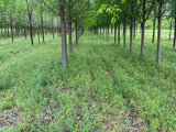 Frontier Elm