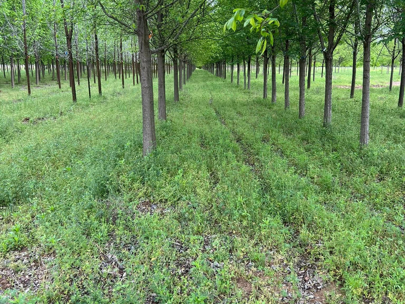 Frontier Elm