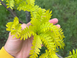 Golden Honeylocust