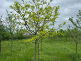 Golden Honeylocust