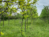 Golden Honeylocust