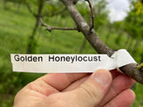 Golden Honeylocust