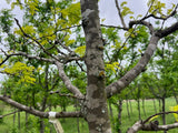 Golden Honeylocust