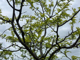 Golden Honeylocust