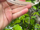 Hot Wings® Tatarian Maple