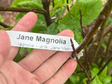 Jane Magnolia