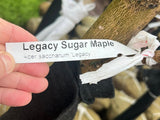 Legacy Sugar Maple