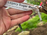 Legacy Sugar Maple