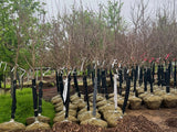 Legacy Sugar Maple