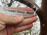 October Glory® Red Maple