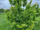 Persian Ironwood (Parrotia)