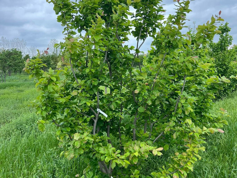 Persian Ironwood (Parrotia)