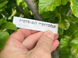 Persian Ironwood (Parrotia)