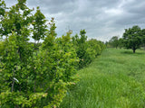 Persian Ironwood (Parrotia)