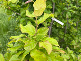 Persian Ironwood (Parrotia)