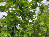 Persian Ironwood (Parrotia)
